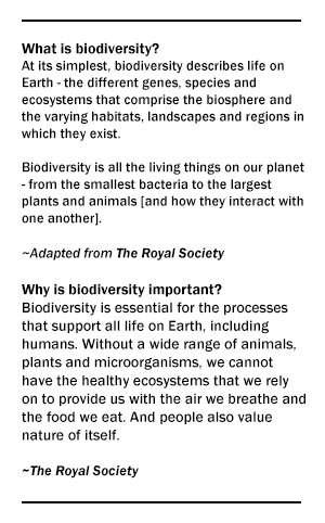 What is biodiversity? At its simplest, biodiversity describes life on Earth - the different genes, species and ecosystems that comprise the biosphere and the varying habitats, landscapes and regions in which they exist. Biodiversity is all the living things on our planet - from the smallest bacteria to the largest plants and animals [and how they interact with one another]. ~Adapted from The Royal Society Why is biodiversity important? Biodiversity is essential for the processes that support all life on Earth, including humans. Without a wide range of animals, plants and microorganisms, we cannot have the healthy ecosystems that we rely on to provide us with the air we breathe and the food we eat. And people also value nature of itself. ~The Royal Society