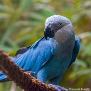 Spix's Macaw | Photo credit: Danny Ye