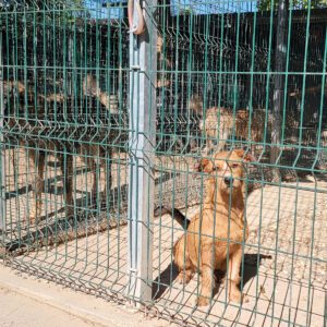 Dogs at the Save the Dogs & Other Animals shelter located in Cernavoda, Romania