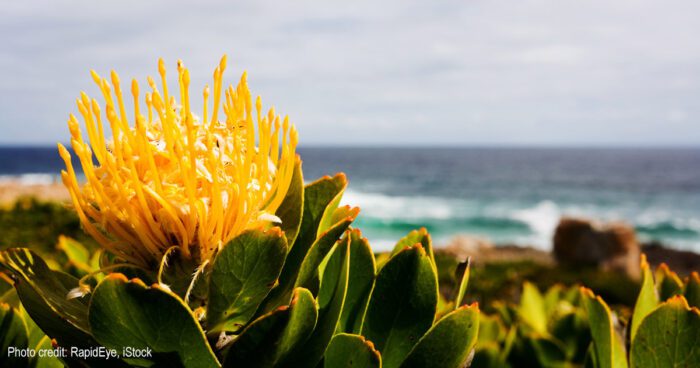 Pincushion protea | Photo credit: RapidEye, iStock