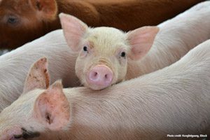 Pigs | Photo credit: Konglinguang, iStock