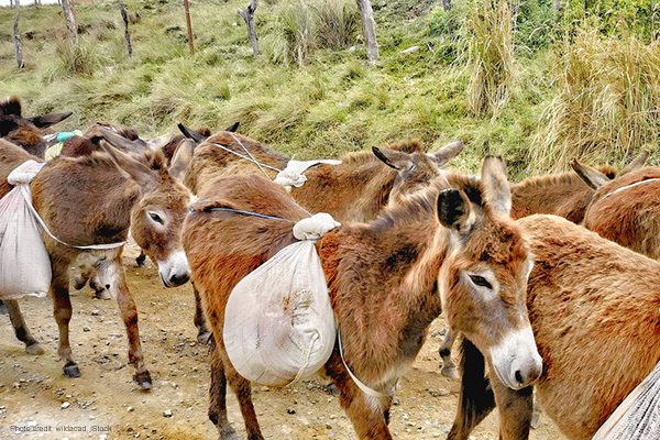 Working donkeys in Transkei | Photo credit: wildacad, iStock