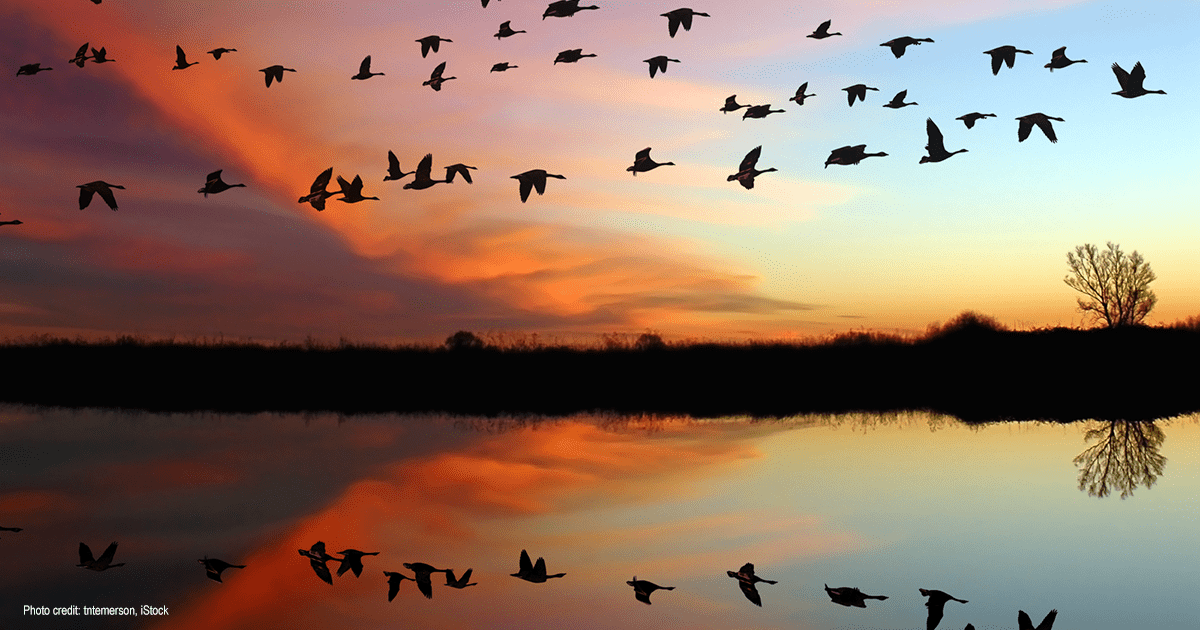 Geese flying | Photo credit: tntemerson | iStock