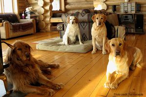 Ted Kerasote's dogs, from left to right, Burley, Goo, AJ and Pukka