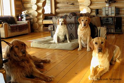 Ted Kerasote's dogs, from left to right, Burley, Goo, AJ and Pukka
