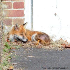 Fox lying in the sun | Photo credit: martincp, AdobeStock