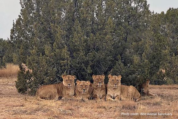 Rescued lions awaiting a snack at the Wildlife Animal Sanctuary