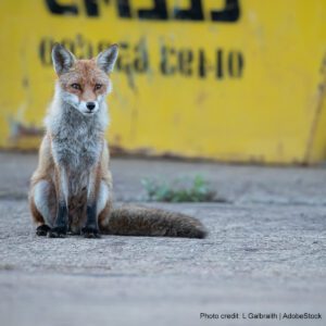 Red fox in the city | Photo credit: L Galbraith, AdobeStock