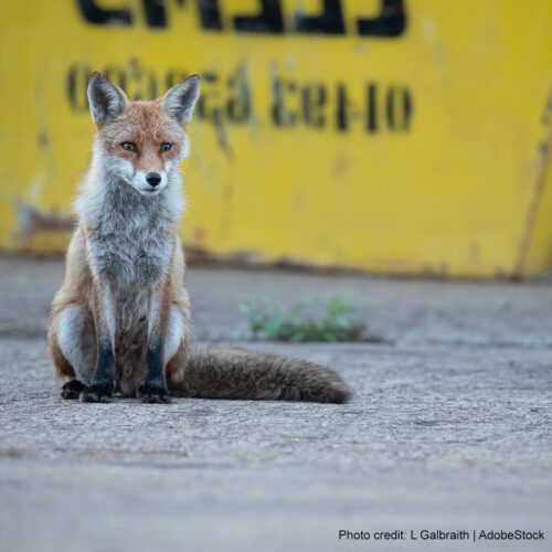 Living with Urban Foxes – WellBeing International, Inc.