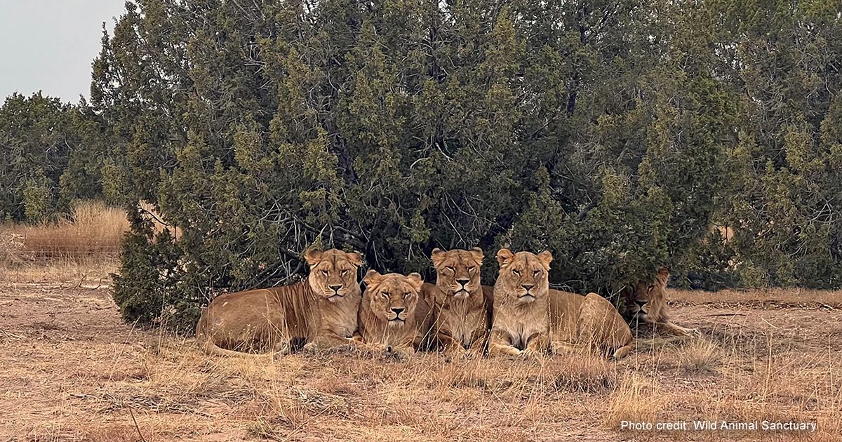 Five of the rescued lions waiting for a snack at the Wild Animal Sanctuary in Colorado | Photo credit: Wild Animal Sanctuary