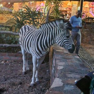 Zebra at Mokolodi Nature Reserve 