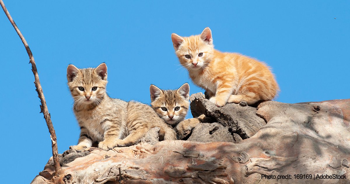 Australian Feral Cats | Photo credit: 169169, AdobeStock