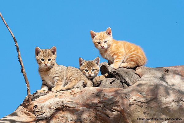 Australian Feral Cats | Photo credit: 169169, AdobeStock