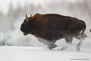 European bison | Photo credit: szczepank, AdobeStock