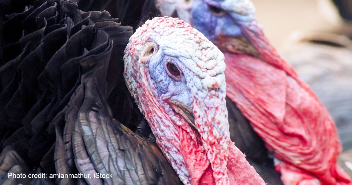 Photo of turkey with bird flu | Photo credit: amianmathur, iStock