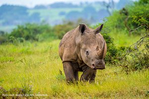 Rhino in South Africa | Photo credit: Shams Faraz Amir, AdobeStock
