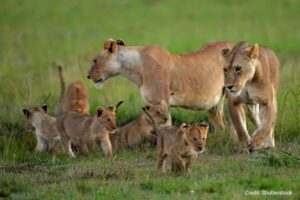 Lioness and cubs | Credit: Shutterstock
