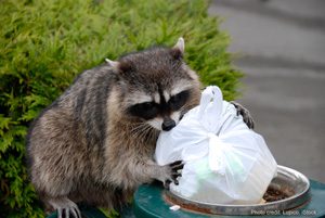 Raccoon scavenging for garbage | Photo credit: Lupico, iStock