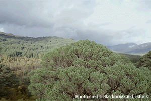 Scots Pine Caledonian Forest | credit: BlackBoxGuild, iStock