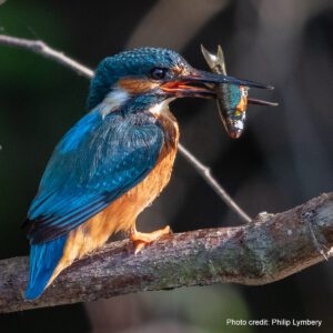 European Kingfisher | Photo credit: Philip Lymbery