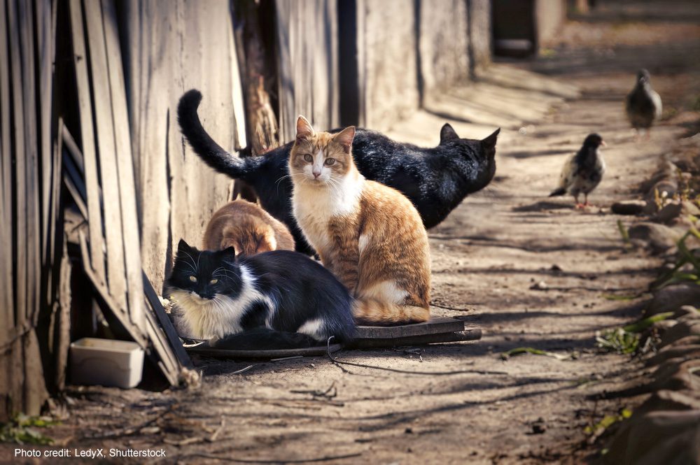 Homeless cats | Photo credit: LedyX, Shutterstock