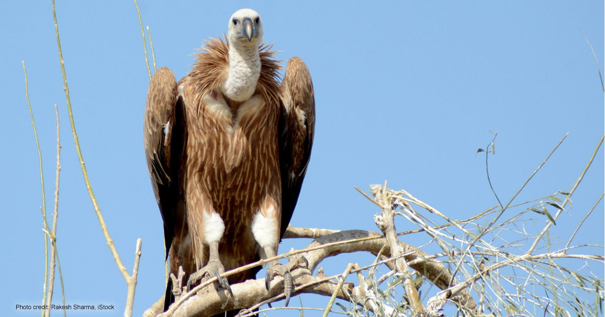 Griffon vulture (Gyps Fulvusby) | Photo credit: Rakesh Sharma, iStock