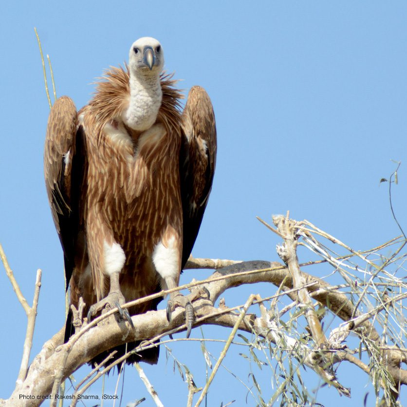 Griffon vulture (Gyps Fulvusby) | Photo credit: Rakesh Sharma, iStock