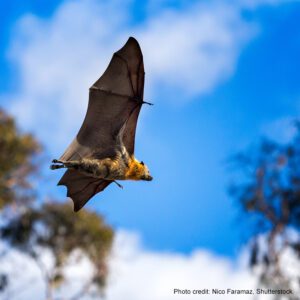 Flying Fox | Photo credit: Nico Faramaz, Shutterstock