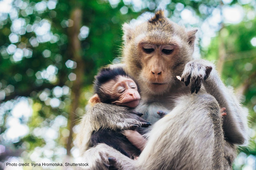 Mother-Child Monkey | Photo credit: Iryna Hromotska, Shutterstock