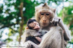 Mother-Child Monkey | Photo credit: Iryna Hromotska, Shutterstock