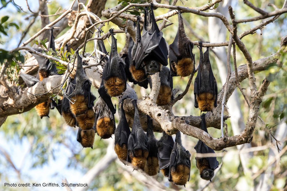 Roosting Flying Foxes | Photo credit: Ken Griffiths, Shutterstock