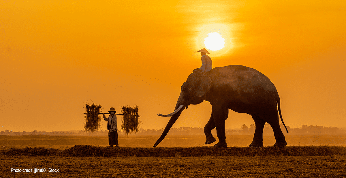 Elephant in sunset | Photo credit: jjlim80, iStock
