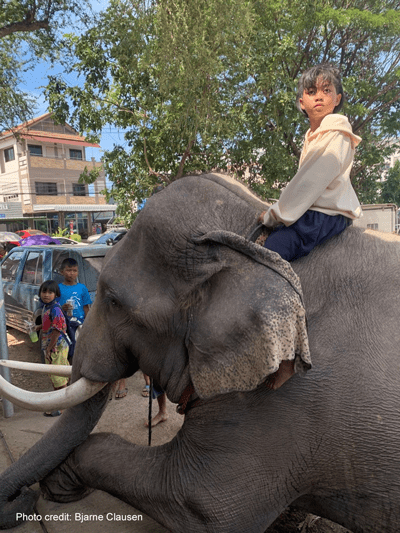 Girl on Asian elephant | Photo credit: Bjarne Clausen