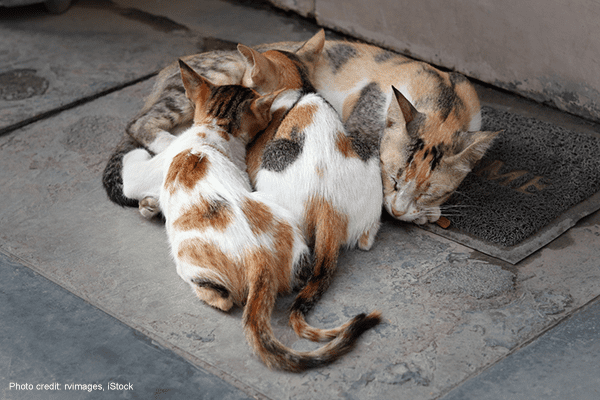 Feral mother cat with kittens | Photo credit: rvimages, iStock