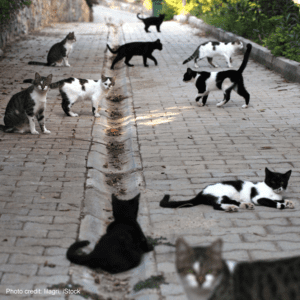 Feral cats | Photo credit: lilagri, iStock