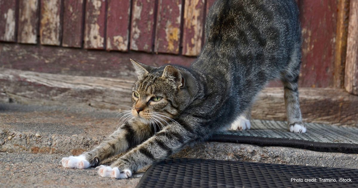 Cat stretching | Photo credit: Tramino, iStock