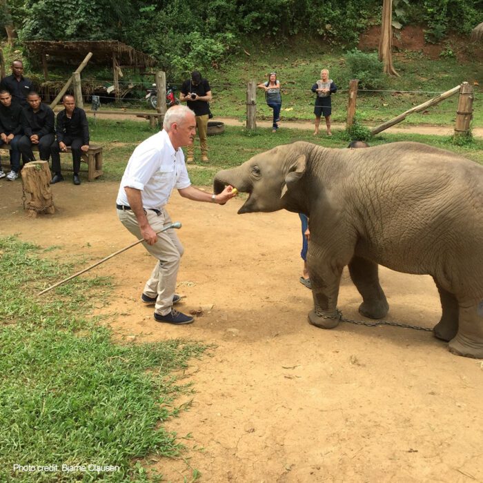 The Asian Elephant: Training & Control