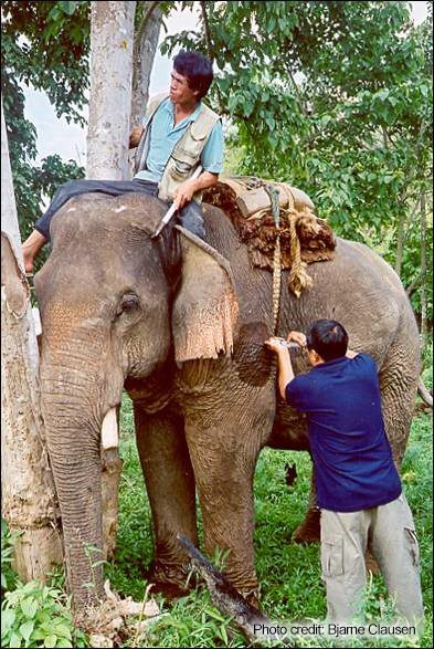 A veterinarian is treating an elephant while under the mahout’s control. | Photo credit: Bjarne Clausen 