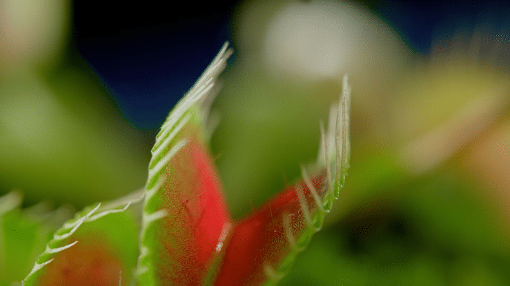 Venus flytrap | Credit: simonkr, iStock