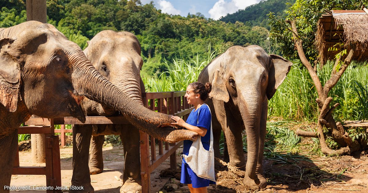 Thai Elephants | Photo credit: Lamberto Jesus, iStock