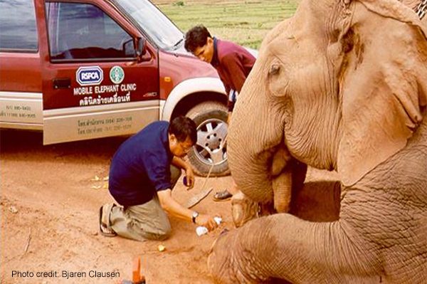 A mobile elephant clinic. The mahout is in complete control of the elephant. The veterinarian can work in safety. | Photo credit: Bjaren Clausen