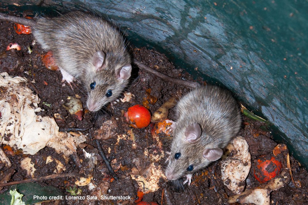 Rats in garbage | Photo credit: Lorenzo Sala, Shutterstock
