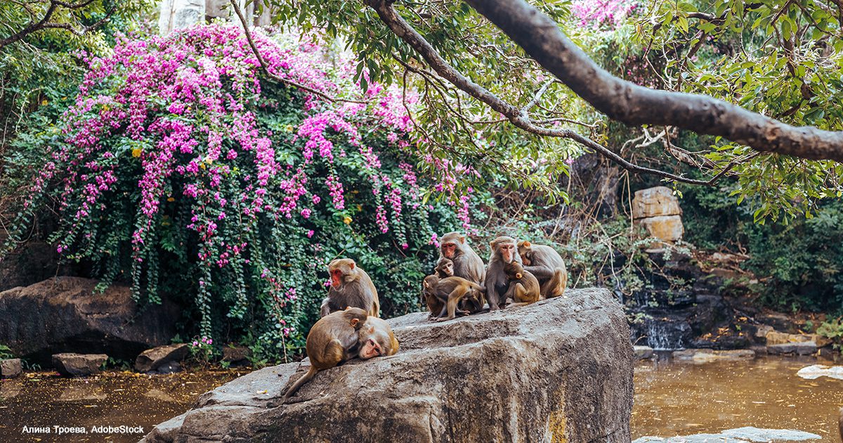 Rhesus Monkey Family | Photo credit: Алина Троева, AdobeStock