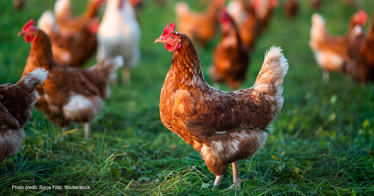 Free range chickens | Photo credit: Sonja Filitz, Shutterstock