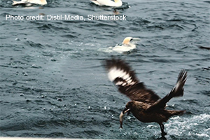 Northern gannet (Morus bassanus) flying in front of sea cliffs at Noss breeding colony, Noss, Shetland Islands, Scotland, UK | Video credit: Distil-Media, Shutterstock