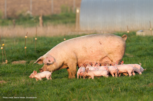 Sow and piglets | Photo credit: Bernd Wolter, Shutterstock