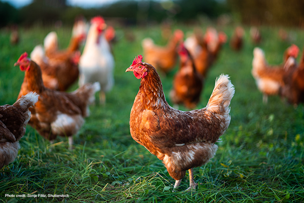 Free range chickens | Photo credit: Sonja Filitz, Shutterstock