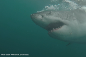 White shark | Video credit: Sea Candy Media