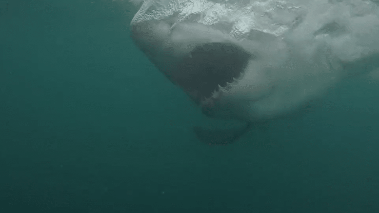 White shark | Video credit: Sea Candy Media
