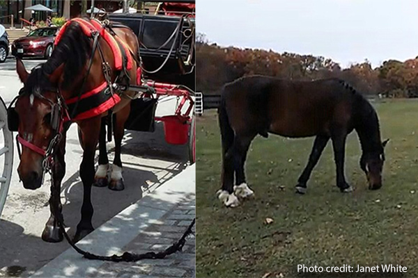 Mark the horse (left) as a former Philadelphia carriage horse and (right) home in his new sanctuary. 